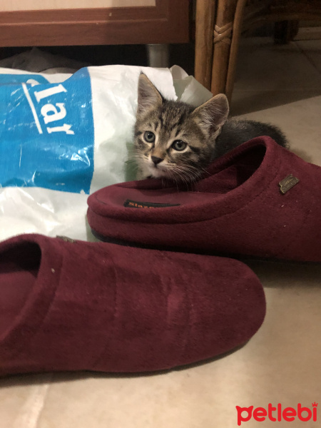 Tekir Kedi, Kedi  yok fotoğrafı