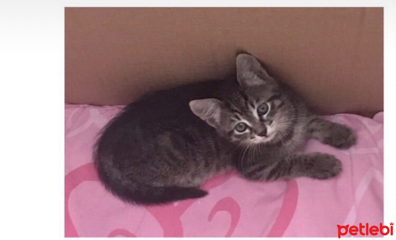 Tekir Kedi, Kedi  yok fotoğrafı