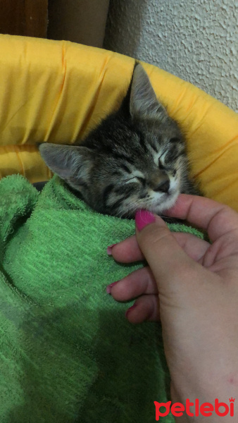 Tekir Kedi, Kedi  yok fotoğrafı