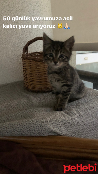 Tekir Kedi, Kedi  yok fotoğrafı