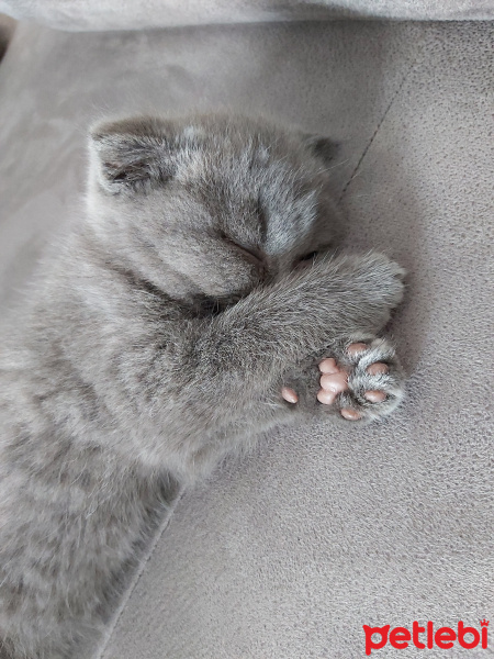 Scottish Fold, Kedi  Markiz fotoğrafı