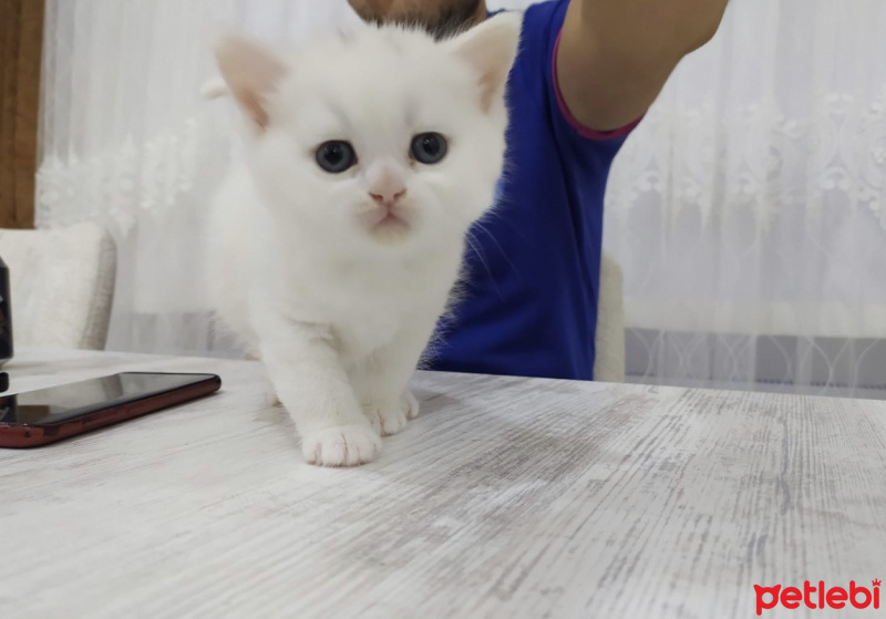 Scottish Fold, Kedi  Shiva fotoğrafı
