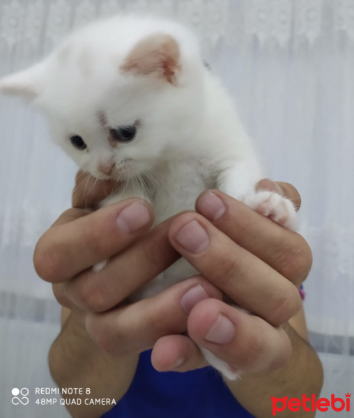 Scottish Fold, Kedi  Shiva fotoğrafı