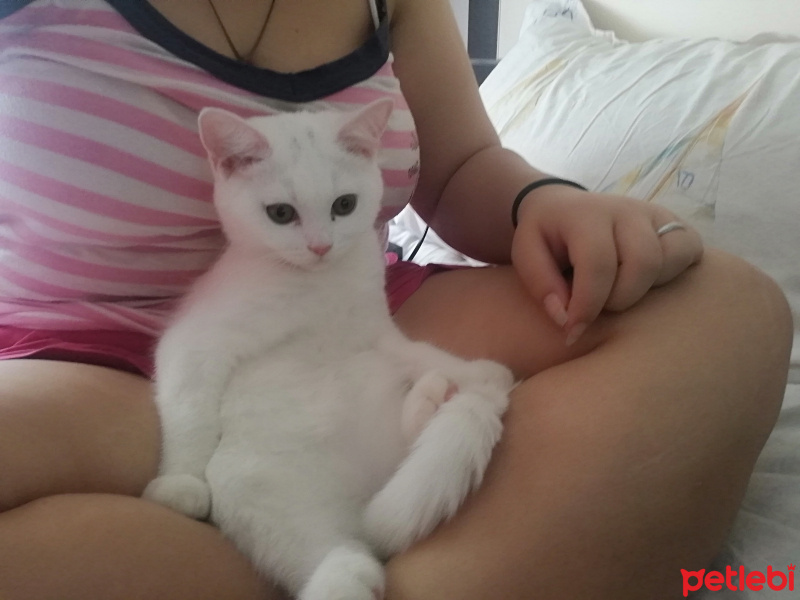 Scottish Fold, Kedi  Shiva fotoğrafı
