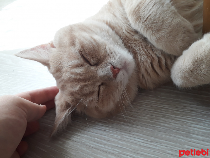 British Shorthair, Kedi  Fıstık fotoğrafı