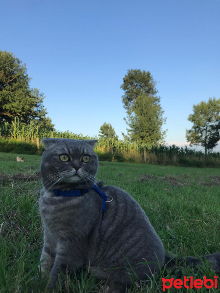 Scottish Fold, Kedi  Gofret fotoğrafı