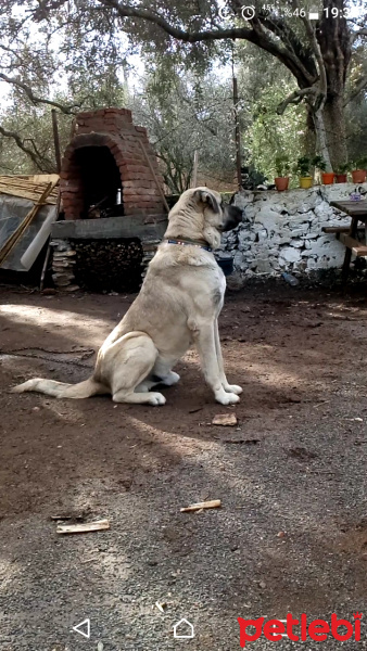 Kangal, Köpek  Yaman fotoğrafı