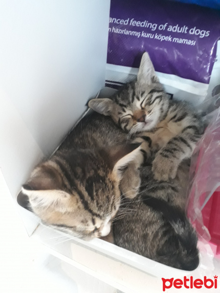 Tekir Kedi, Kedi  Minnak ve Minik fotoğrafı