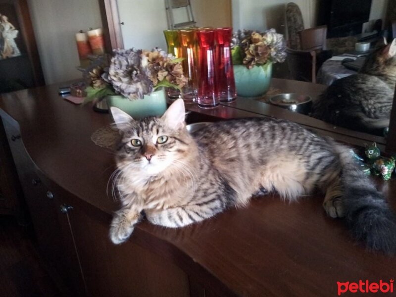 Maine Coon, Kedi  Zeze fotoğrafı