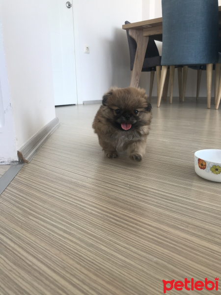 Pekingese, Köpek  Fındık fotoğrafı