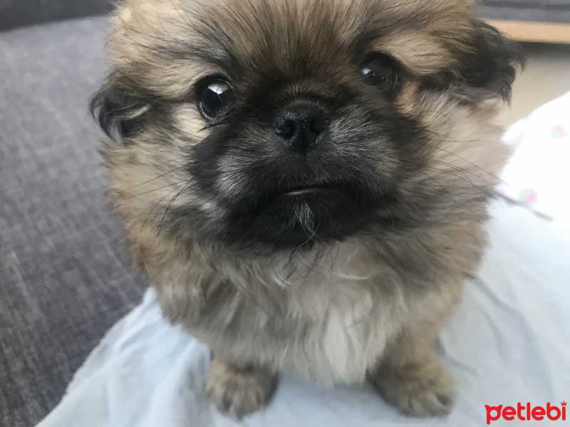 Pekingese, Köpek  Fındık fotoğrafı