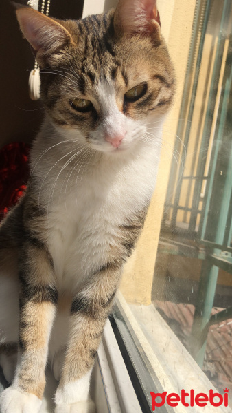 Tekir Kedi, Kedi  Mırnav fotoğrafı