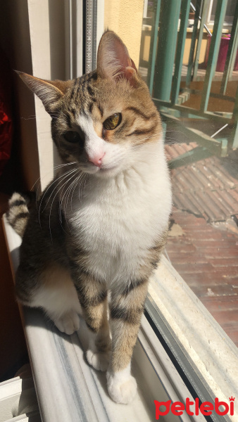 Tekir Kedi, Kedi  Mırnav fotoğrafı