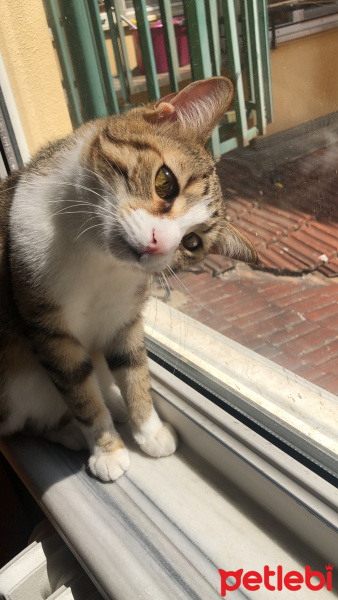 Tekir Kedi, Kedi  Mırnav fotoğrafı