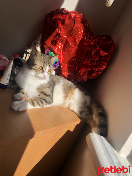 Tekir Kedi, Kedi  Mırnav fotoğrafı