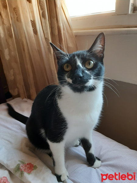 Tuxedo (Smokin) Kedi, Kedi  Charlie fotoğrafı