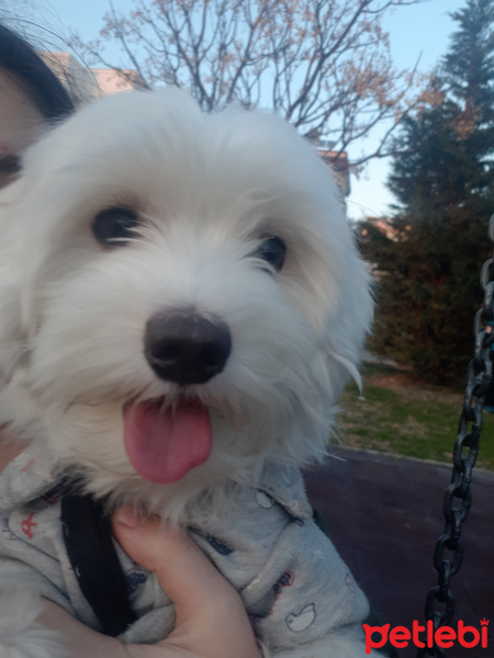 Maltese, Köpek  Charlie fotoğrafı
