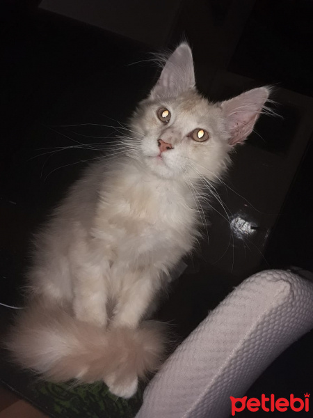 Maine Coon, Kedi  ares fotoğrafı