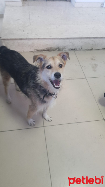 Sokö (Sokak Köpeği), Köpek  Mocha fotoğrafı