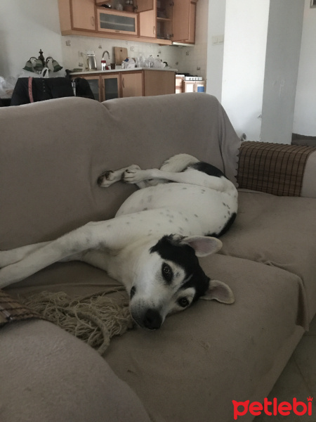 Sokö (Sokak Köpeği), Köpek  Haydut fotoğrafı