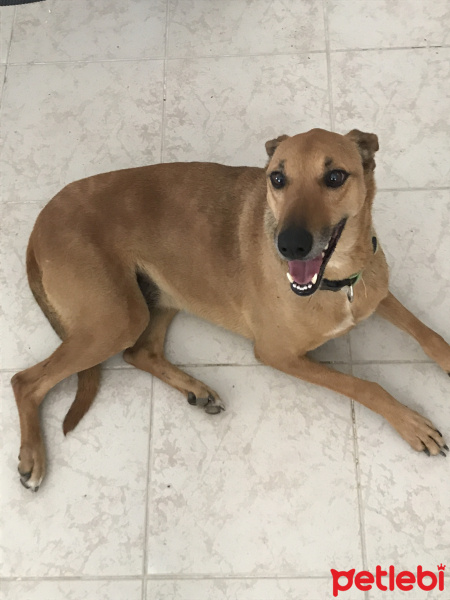 Sokö (Sokak Köpeği), Köpek  Sivri fotoğrafı