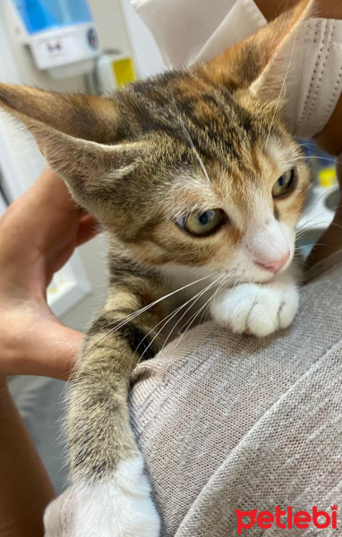 Tekir Kedi, Kedi  Ponçik fotoğrafı