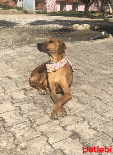 Sokö (Sokak Köpeği), Köpek  Sarı fotoğrafı