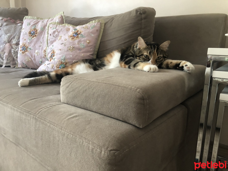 Tekir Kedi, Kedi  Carte fotoğrafı