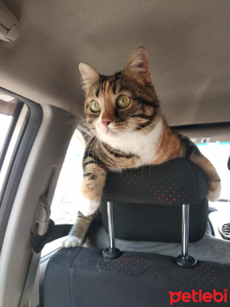 Tekir Kedi, Kedi  Carte fotoğrafı