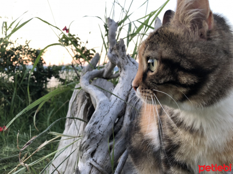 Tekir Kedi, Kedi  Carte fotoğrafı