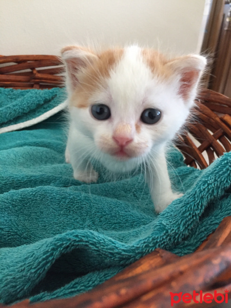 Tekir Kedi, Kedi  Balım fotoğrafı