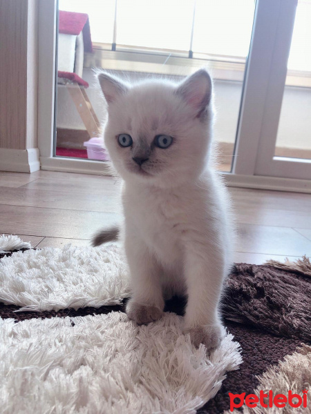 British Shorthair, Kedi  Mocha fotoğrafı