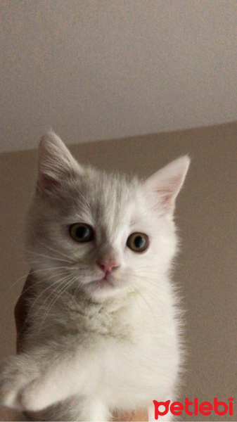 British Shorthair, Kedi  Pamuk fotoğrafı