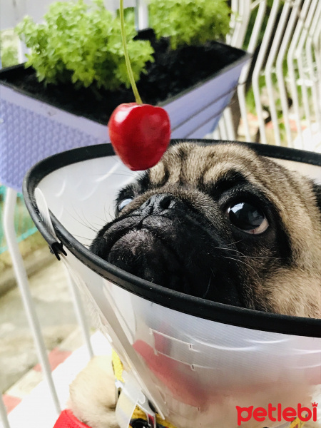 Pug, Köpek  Bobi fotoğrafı
