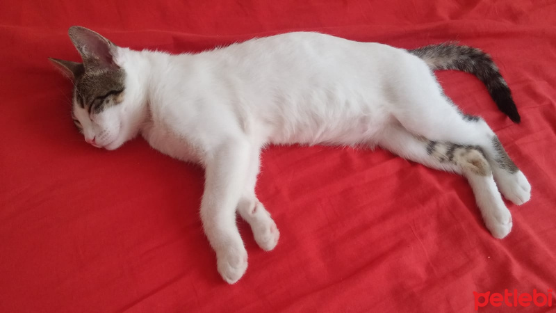 Tekir Kedi, Kedi  Oscar fotoğrafı