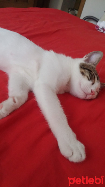 Tekir Kedi, Kedi  Oscar fotoğrafı