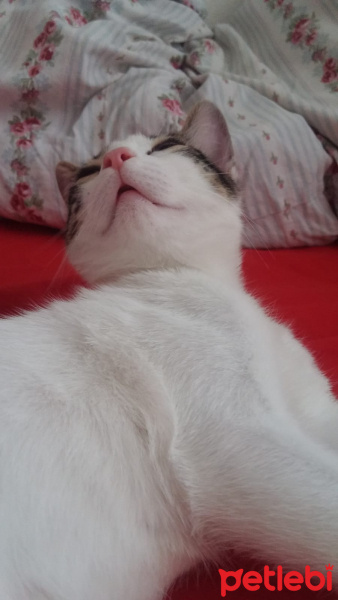 Tekir Kedi, Kedi  Oscar fotoğrafı