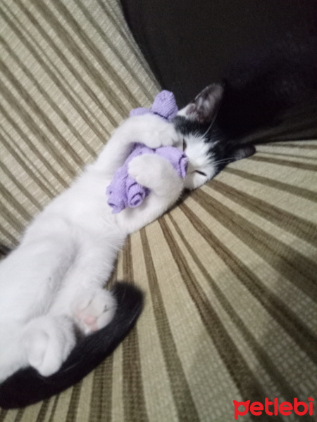 Tuxedo (Smokin) Kedi, Kedi  Boncuk fotoğrafı