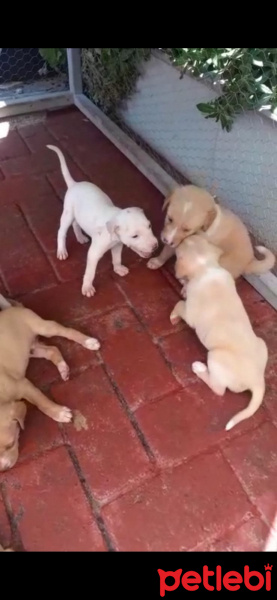Sokö (Sokak Köpeği), Köpek  Yavrucuklar fotoğrafı