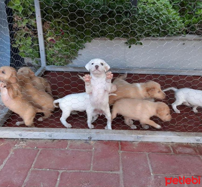 Sokö (Sokak Köpeği), Köpek  Yavrucuklar fotoğrafı