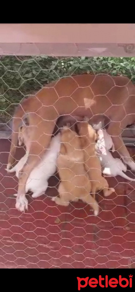 Sokö (Sokak Köpeği), Köpek  Yavrucuklar fotoğrafı