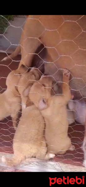 Sokö (Sokak Köpeği), Köpek  Yavrucuklar fotoğrafı