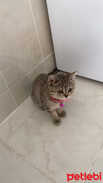 British Shorthair, Kedi  FENK fotoğrafı