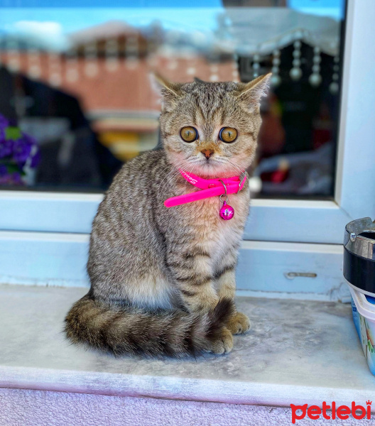 British Shorthair, Kedi  FENK fotoğrafı