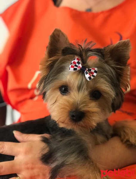 Yorkshire Terrier, Köpek  Cincır fotoğrafı