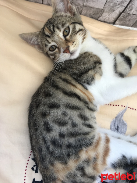 Tekir Kedi, Kedi  Temmuz fotoğrafı