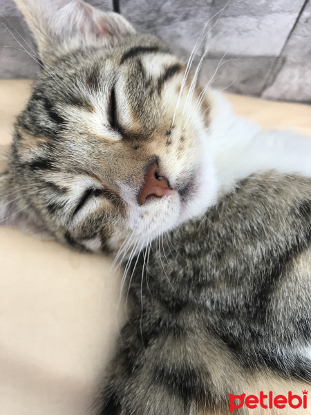 Tekir Kedi, Kedi  Temmuz fotoğrafı