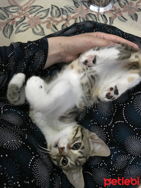 Tekir Kedi, Kedi  Temmuz fotoğrafı