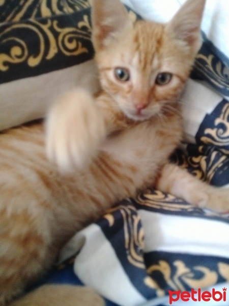 Tekir Kedi, Kedi  güneş fotoğrafı