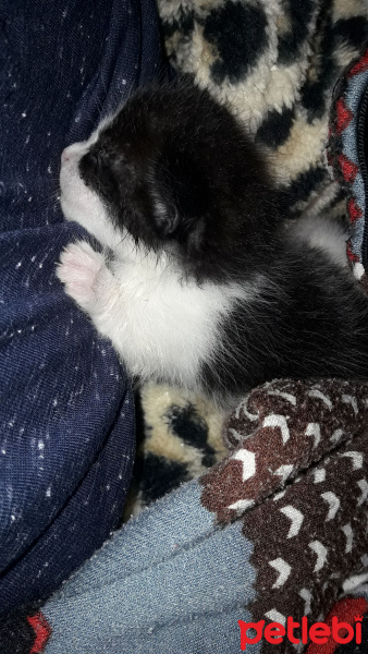 Tekir Kedi, Kedi  İsimsiz fotoğrafı